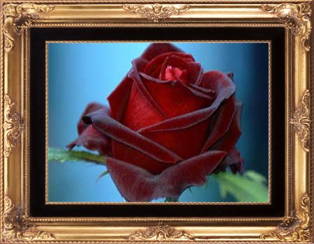 Lonely Rosebud
