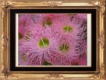 pink-flowering-gum