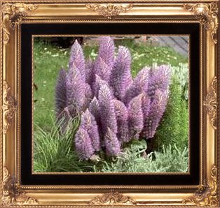 ptilotus