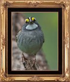 Small Bird