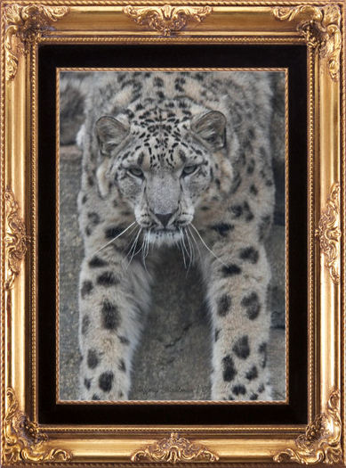 Snow Tiger