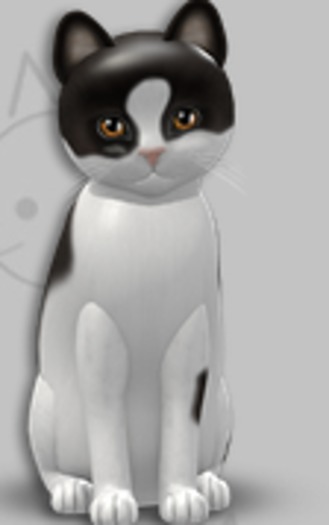 KittyCatS Box - Chateau Cat C&W 2/2T/Male