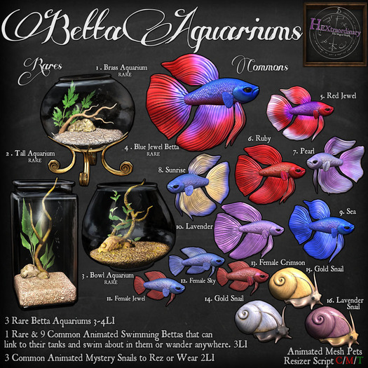 *HEXtraordinary* Female Betta - Crimson