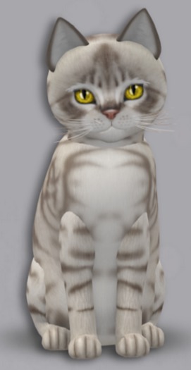 KittyCatS Box - 7T Australian Mist - Blue Marble Male Genesis Sunshine