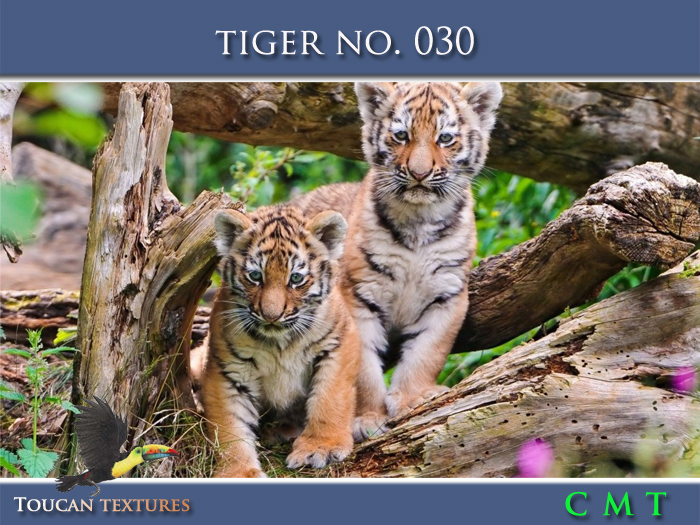 [Toucan Textures] Tiger No. 030