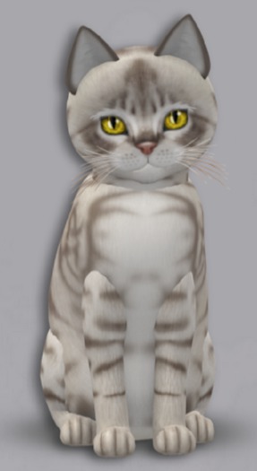 KittyCatS Box - 8T Aussie Blue M Gen Sun