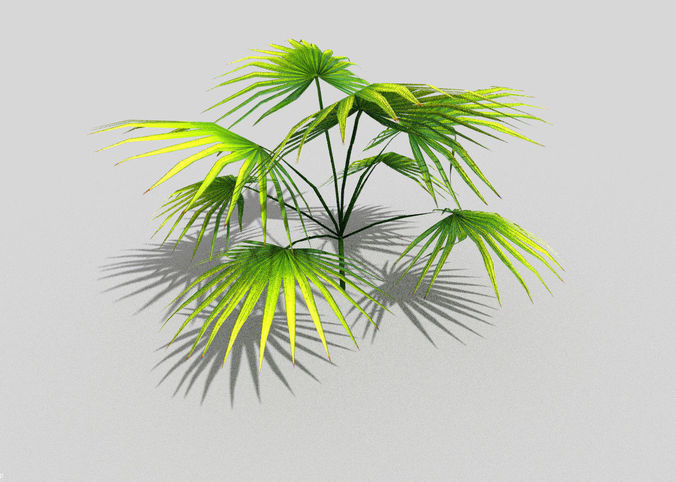 tropical foliage