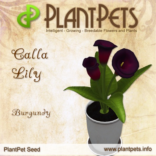 PlantPet Seed [Calla Lily *Burgundy*]  Rare Elite