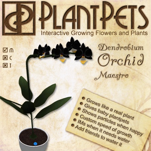 PlantPet Seed [Dendrobium Orchid *Maestro*]