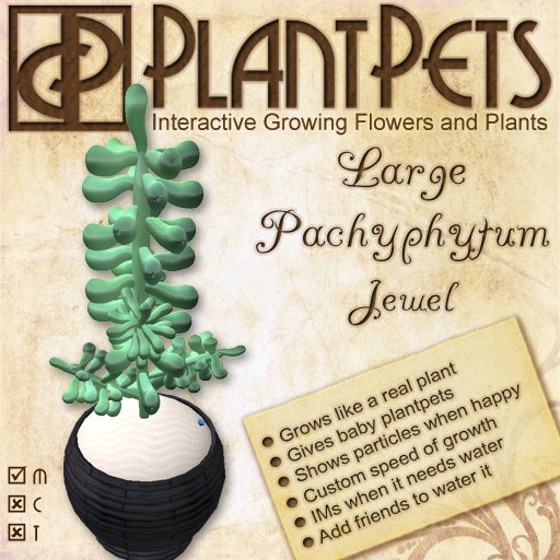 PlantPet Seed [Large Pachyphytum *Jewel*] RARE ELITE