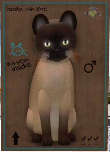 KittyCatS Box - New Born Kitten