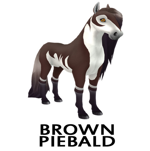 F Brown Piebald