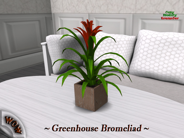 Greenhouse Bromeliad BOX