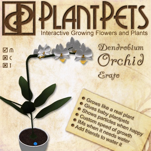 PlantPet Seed [Dendrobium Orchid *Erato*]