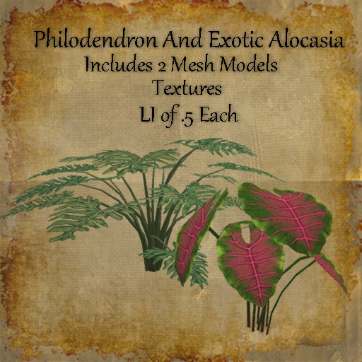 Bad Katz Philodendron and Exotic Alocasia