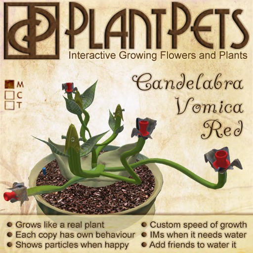 PlantPet Seed [Candelabra Vomica *Red*] RARE