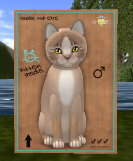 KittyCatS Box - New Born Kitten