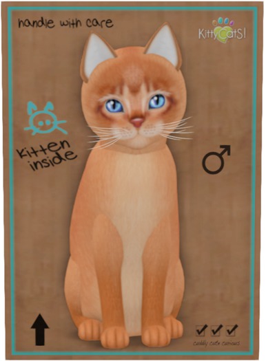 KittyCatS Box - Abyssinian - Cinnamon