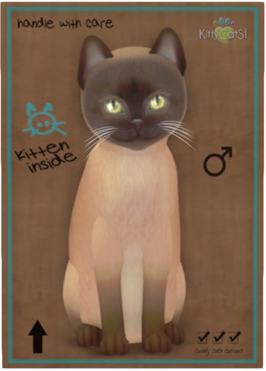 KittyCatS Box - Tonkinese - Champagne