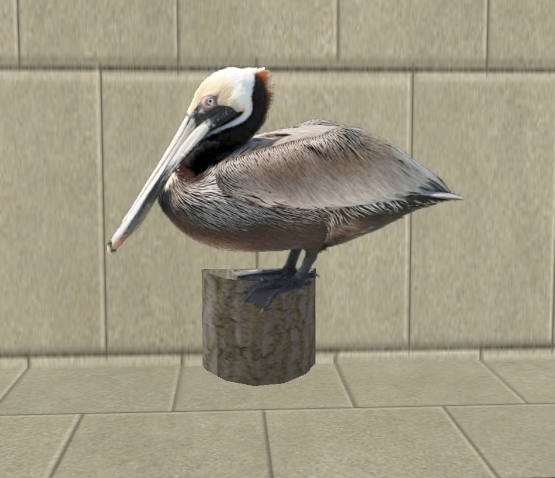 Sitting Brown Pelican