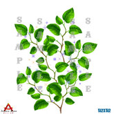Leaves Texture