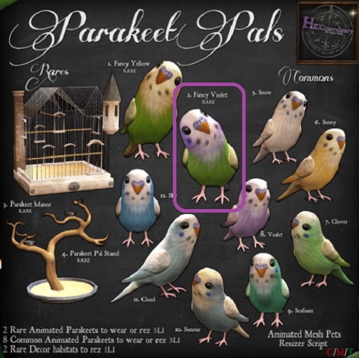 2. *HEXtraordinary* Parakeet Pal - Fancy Violet - RARE