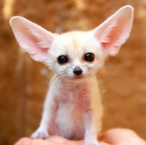 .:Ivy's Shop:.Fennec Fox Picture