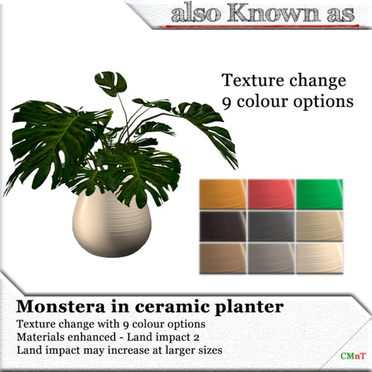 ~aKa~Monstera Deliciosa in Ceramic planter - Rooted