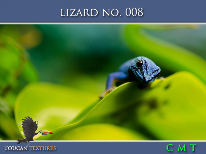[Toucan Textures] Lizard No. 008