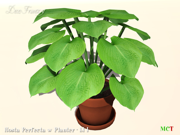 ~DecoFranzy~ Hosta Perfecta w Planter (CM)