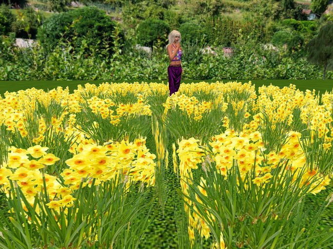 GuTi 1 prim scattered litte daffodils kleine Narzissen