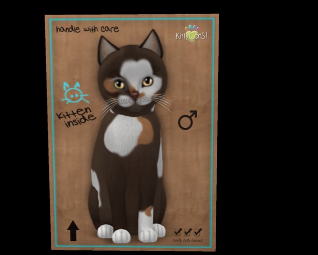 KittyCatS Box - Male