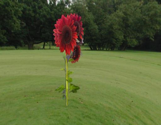 L$10 Flower Plant Sunflowers Red Moulin Rouge 1 Prim Sculpty TY FF490 16-1