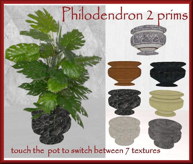 Philodendron with  texture change pot/copy
