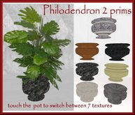 Philodendron with  texture change pot/copy