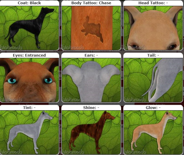 BB GH Box-♀F-Black