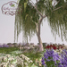 Kathy%60s garden wild flowerspic3