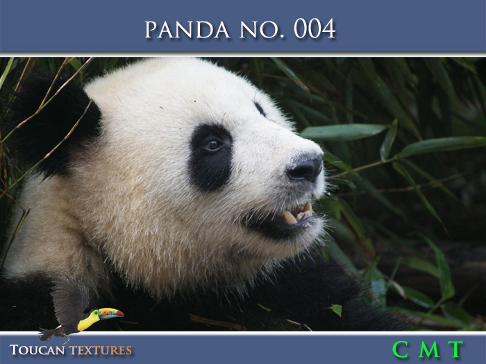 [Toucan Textures] Panda No. 004