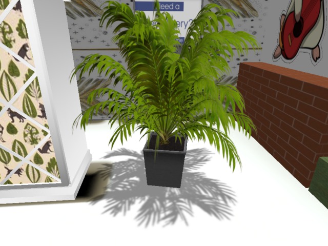 Fern Plant