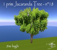 1 prim Jacaranda tree n19