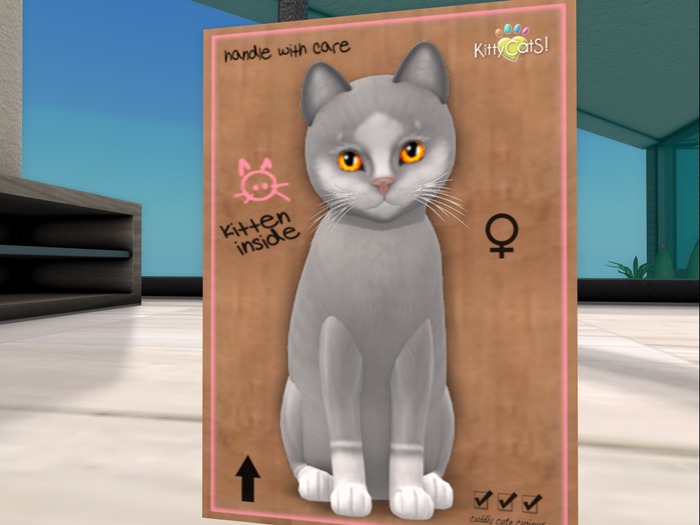 KittyCatS Box - New Born Kitten