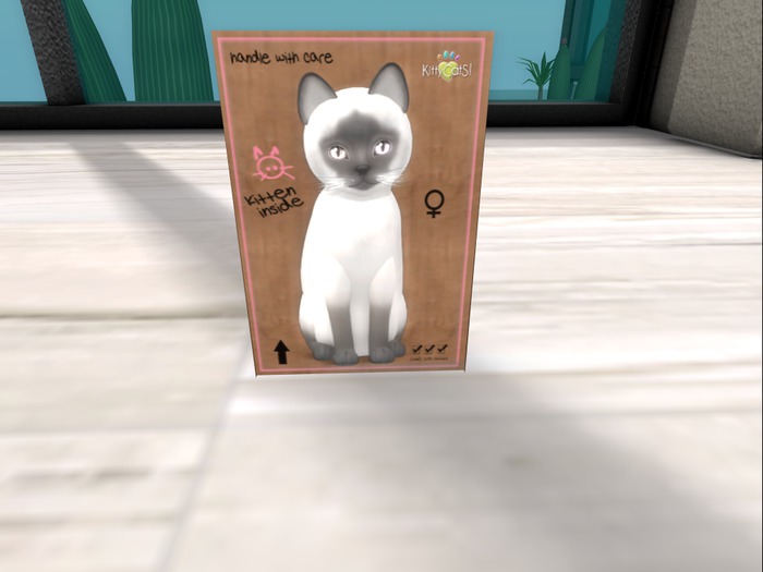 KittyCatS Box - New Born Kitten