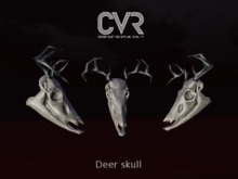 Deer skull