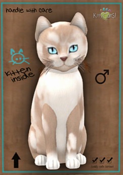 british shorthair cream and white