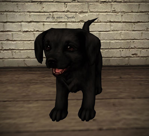 JIAN Lively Labs :: Black Wander Pup
