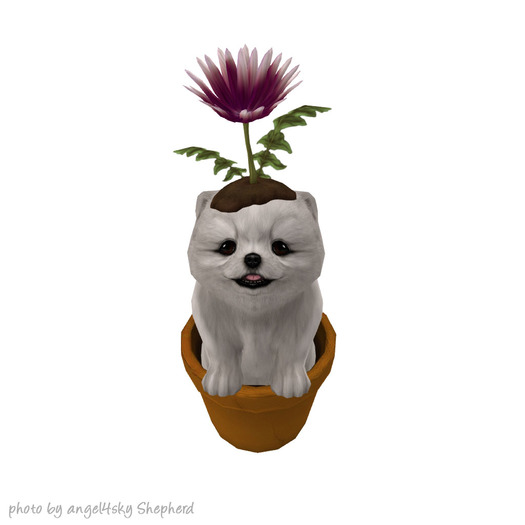 JIAN PeeWee Puffs :: Flower White BOX