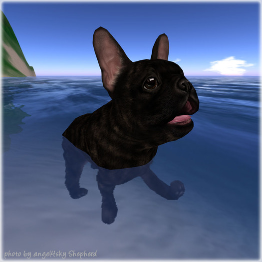 JIAN Fun Frenchies 6. Brindle Swimmer BOX