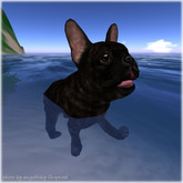 JIAN Fun Frenchies 6. Brindle Swimmer BOX