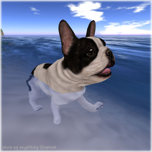 JIAN Fun Frenchies 5. White Spot Swimmer BOX