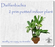 DIEFENBACHIA2 indoor potted plant, modif